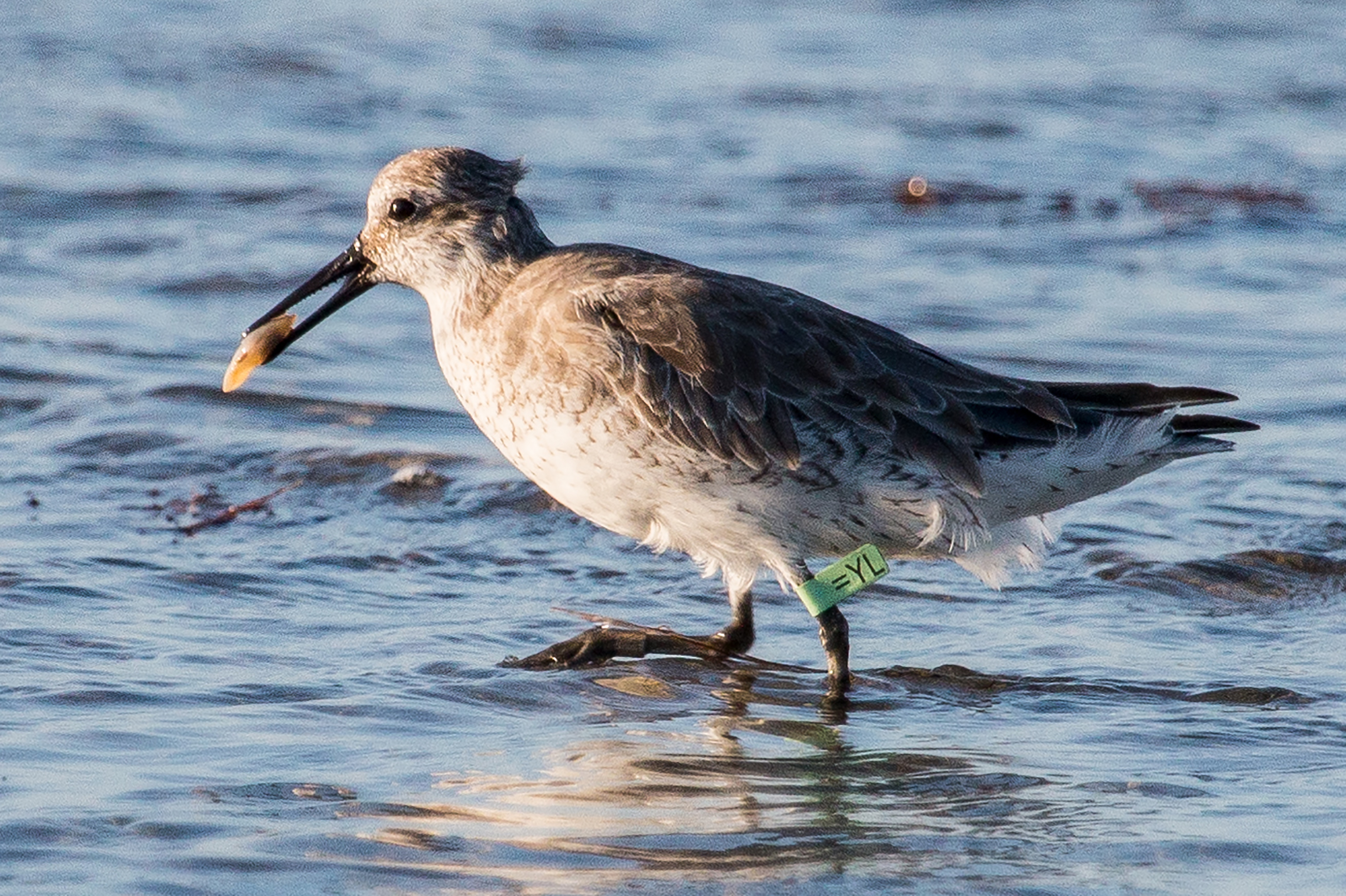 Projeto Aves Migratórias do Nordeste