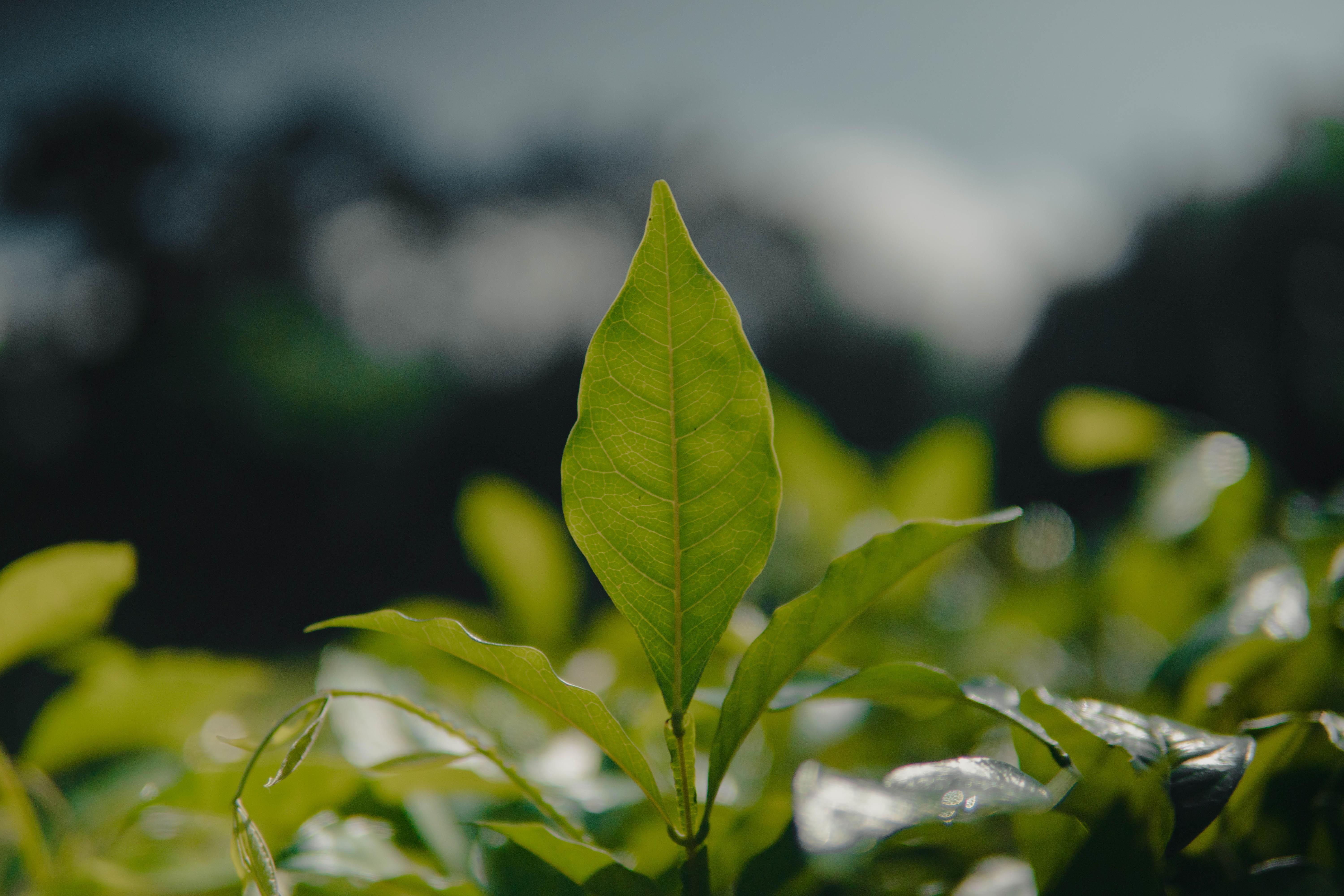 Folhas de planta em viveiro com fundo desfocado