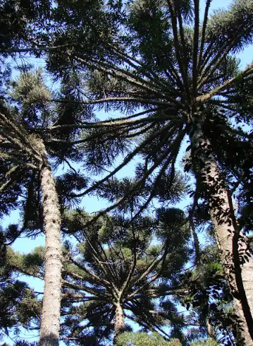 Discutir formas de proteger a vegetação remanescente da Floresta com Araucária é uma das ações do projeto 