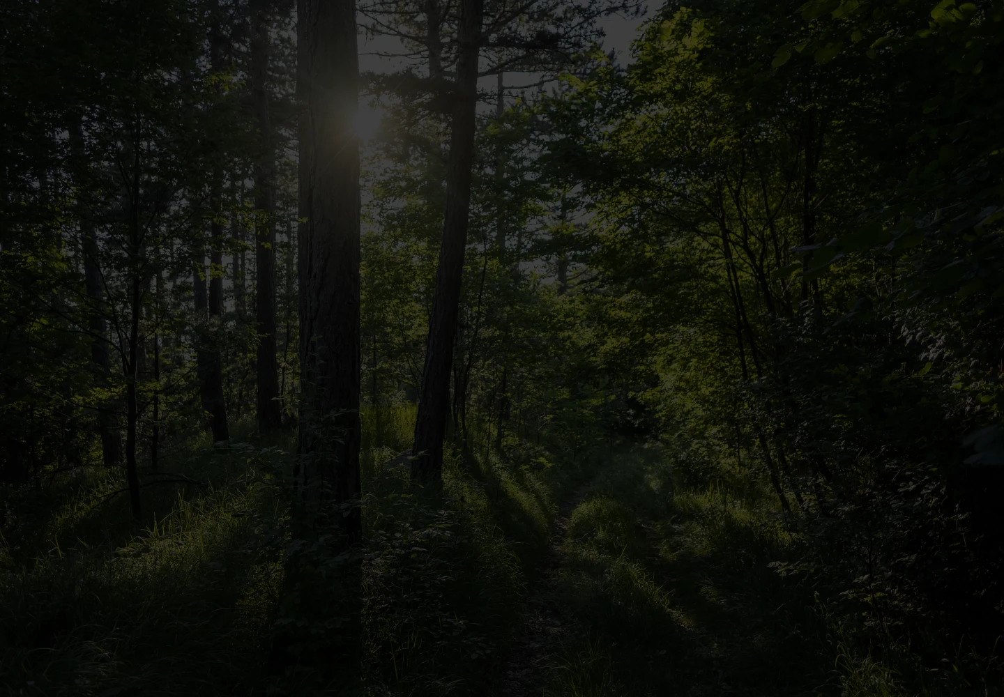 Fotografia diurna de uma selva brasileira, na qual o Sol aparece entre os troncos e as folhas de árvores.