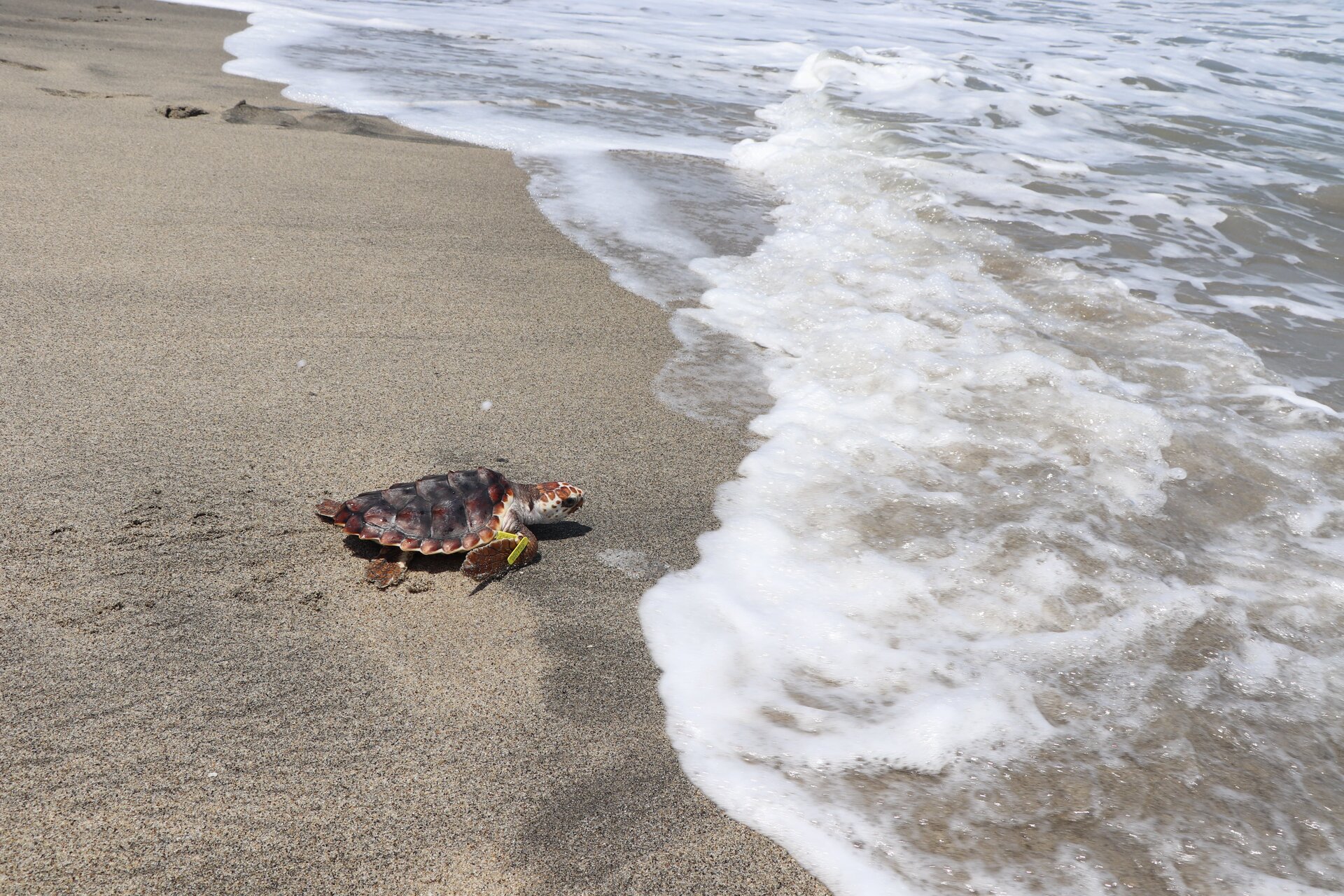 Tortuga bebé caminando hacia la playa